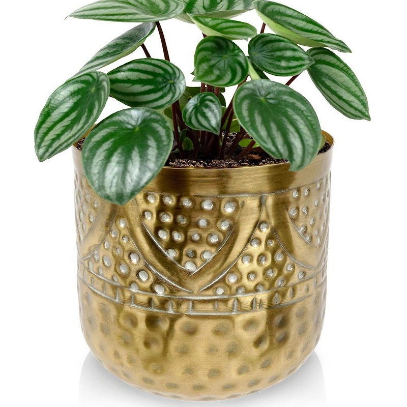Übertopf Blumentopf Pflanzentopf Blumenvase Vase Blumen dekorativ aus Metall Gold 14x14,5 cm